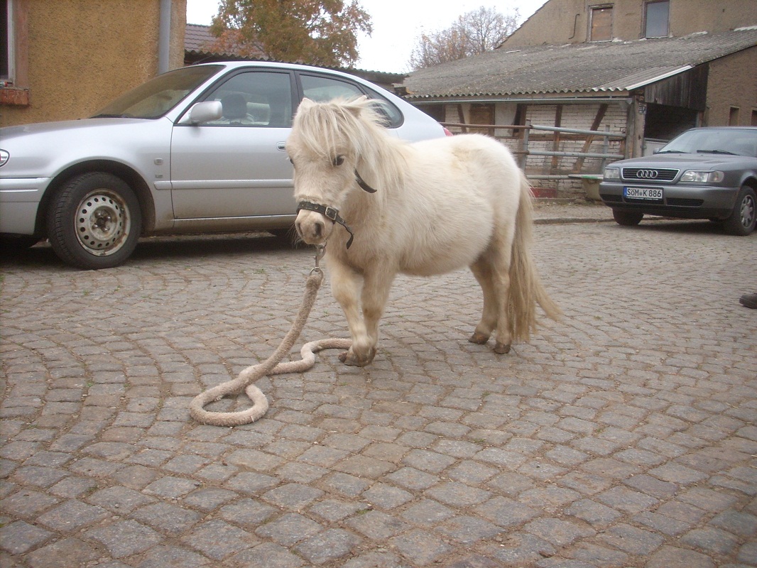 Pony